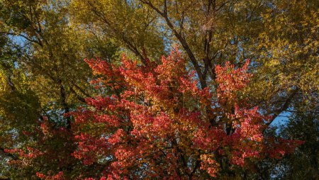 Schöne Herbstlandschaft mit Bäumen. Buntes Laub im Park. Natürlicher Hintergrund. Herbstfarbene Bäume.