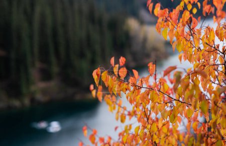 un primer plano de vibrantes hojas de otoño en primer plano, con un fondo borroso de un río tranquilo y un denso bosque de pinos.