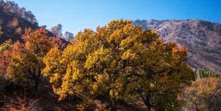 a tranquil autumn scene with robust trees clad in vibrant orange and yellow leaves against a backdrop of a clear blue sky and distant mountains
