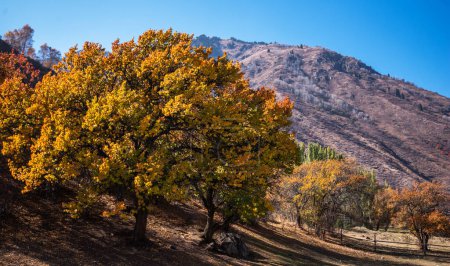 a majestic oak tree with golden autumn leaves, standing prominently in a sunlit field against a backdrop of a rugged mountain and clear blue sky