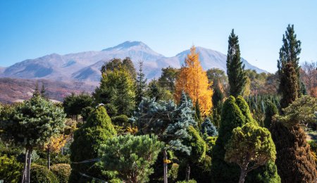 a vibrant nursery with varied trees and plants in the foreground, with a majestic mountain range under a clear blue sky in the background.