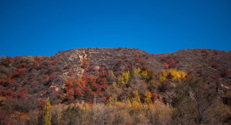 a hillside with a tapestry of autumn-colored foliage ranging from deep reds to bright yellows under a clear blue sky