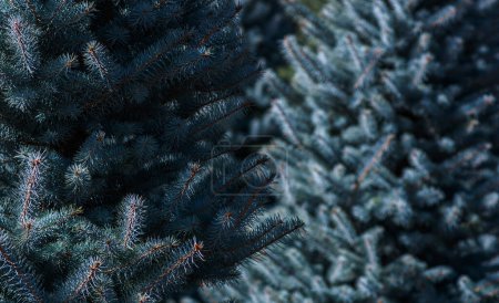 a close-up of blue spruce trees, highlighting their dense, silver-blue needles that shimmer in the sunlight, with a softly blurred background