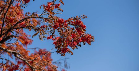 branches remplies de grappes de baies rouges placées contre un ciel bleu vif, avec des feuilles automnales dans différentes nuances d'orange et de rouge.