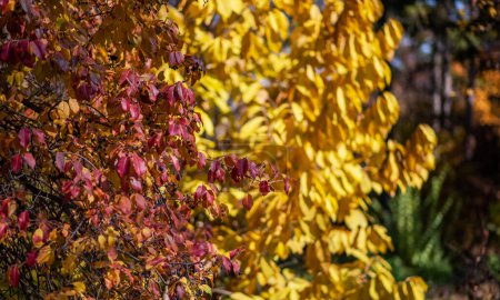 a vivid display of autumn leaves, showcasing a stunning contrast of red and yellow hues, with a soft-focus background to accentuate the colors