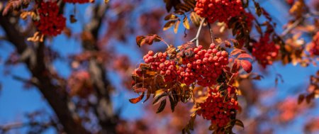 ramas llenas de racimos de bayas rojas colocadas contra un cielo azul vivo, con hojas otoñales en diferentes tonos de naranja y rojo.