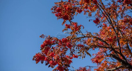 Zweige gefüllt mit Trauben roter Beeren vor einem strahlend blauen Himmel, mit herbstlichen Blättern in verschiedenen Orange- und Rottönen.