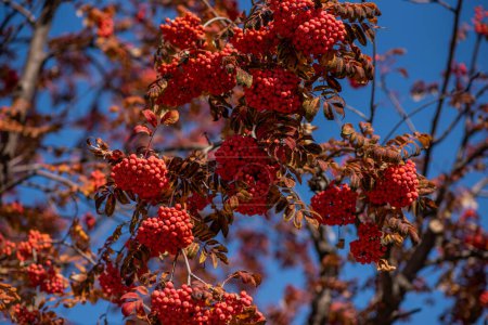 branches filled with clusters of red berries set against a vivid blue sky, with autumnal leaves in varying shades of orange and red.