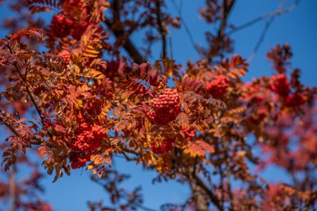 ramas llenas de racimos de bayas rojas colocadas contra un cielo azul vivo, con hojas otoñales en diferentes tonos de naranja y rojo.