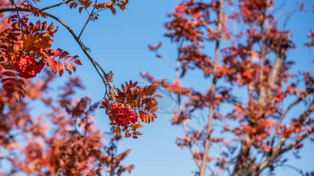 branches filled with clusters of red berries set against a vivid blue sky, with autumnal leaves in varying shades of orange and red.