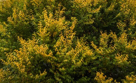 una densa variedad de hojas en transición de verde a amarillo, lo que significa el cambio de estaciones. El follaje es grueso, con los colores que proporcionan un contraste vibrante