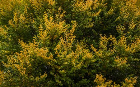 eine dichte Palette von Blättern, die von grün nach gelb übergehen und den Wechsel der Jahreszeiten symbolisieren. Das Laub ist dick, die Farben bilden einen lebendigen Kontrast