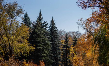 eine ruhige Waldszene mit immergrünen Nadelbäumen und Bäumen, die Herbstlaub in Gelb- und Orangetönen vor einem klaren blauen Himmel tragen.