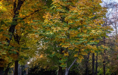 Herbst mit einem in einem Spektrum gelber Blätter geschmückten Baum, der inmitten einer ruhigen Parklandschaft steht, durch die ein Hauch von Sonnenlicht sickert
