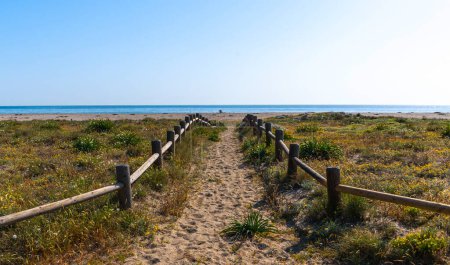 Foto de Sendero vallado de madera arenosa a través de un paisaje de dunas costeras con flores silvestres, que conduce a un océano azul tranquilo bajo un cielo despejado. - Imagen libre de derechos
