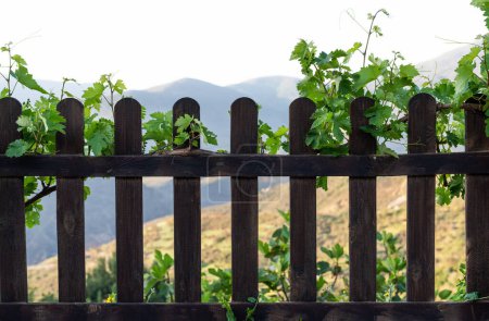 dispose de feuilles de vigne fraîches regardant à travers une clôture en bois rustique, avec des collines vallonnées à foyer mou en arrière-plan, invoquant une scène de vignoble paisible