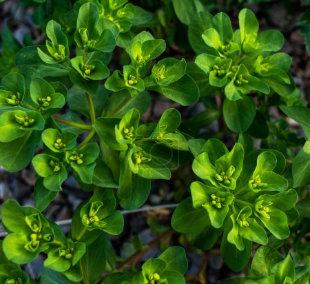 le feuillage vert vif et les fleurs jaune-vert uniques d'une plante d'euphorbe, mettant en valeur les motifs complexes de sa croissance feuillue ;