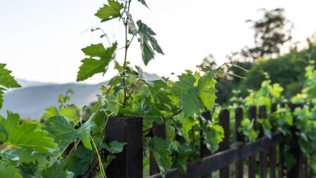 young green grape clusters and vibrant leaves of a vine, hinting at the early stages of growth in a vineyard, with sunlight filtering through
