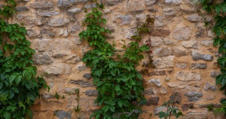 The texture of the stone wall. Old castle stone wall texture background with ivy.