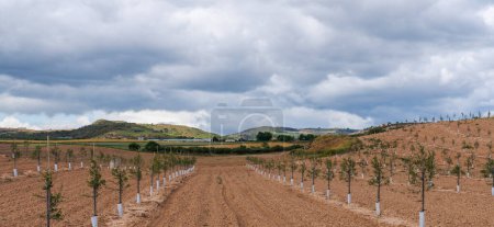 Agriculture. Rows of trees grow. Orchard of young fruit trees painted white growing in lines in early spring.