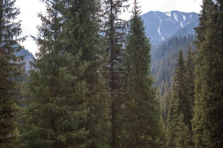 tall evergreen trees standing prominently in the foreground, with a dense forest on a mountain slope under a hazy sky in the background