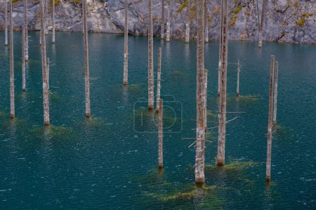 a close view of a group of stark, bare tree trunks standing in the still waters of a lake, creating a patterned appearance on the water's surface.