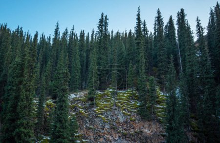 a dense forest of tall, dark green coniferous trees ascending a slope, with patches of snow and mossy rocks under a clear twilight sky