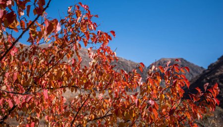 a vibrant branch with red autumn leaves in the foreground, set against a backdrop of mountainous terrain under a clear blue sky