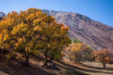 una tranquila escena otoñal con árboles robustos revestidos de vibrantes hojas anaranjadas y amarillas sobre un telón de fondo de un cielo azul claro y montañas distantes