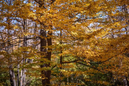 golden-yellow leaves on tree branches, with a blurred forest background, capturing the essence of autumn