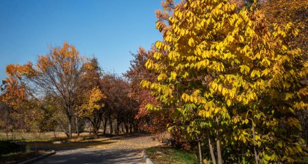 ein gewundener Pfad durch einen Park mit Bäumen in leuchtenden Herbstfarben, auf dem Boden verstreutes Laub, unter einem klaren blauen Himmel