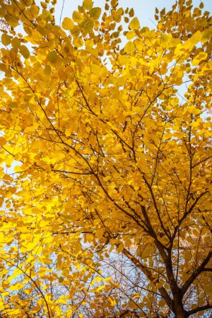 Baldachin eines Baumes mit leuchtend gelben Blättern, von der Sonne hinterleuchtet, wodurch ein leuchtender Effekt mit einem klaren blauen Himmel im Hintergrund entsteht