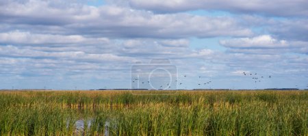 Reed lake on a bright day under a long blue sky. Green reeds on the water. White fluffy clouds are reflecting in the lake. Beautiful summer.
