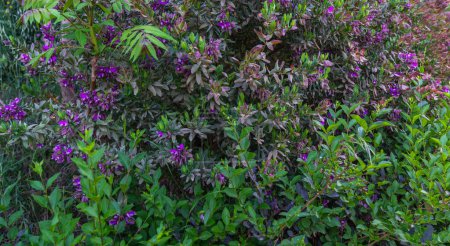 abundant display of foliage with vibrant purple flowers intermingled with green leaves, presenting a lush, dense garden scene.