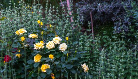 lush garden corner, with vibrant yellow roses in the foreground contrasted against a variety of greenery, including a dense sage bush and a mix of herbs and foliage.