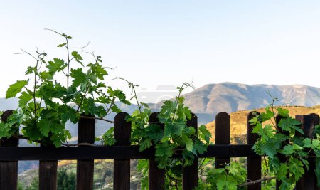 grapevines flourishing on a wooden fence with a serene mountain landscape in the background, under a clear blue sky.