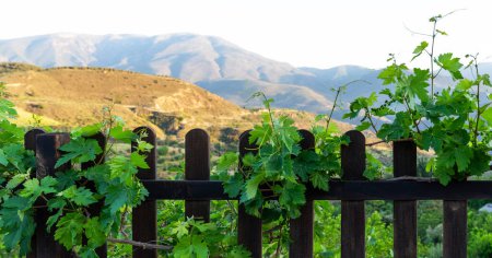 grapevines flourishing on a wooden fence with a serene mountain landscape in the background, under a clear blue sky.