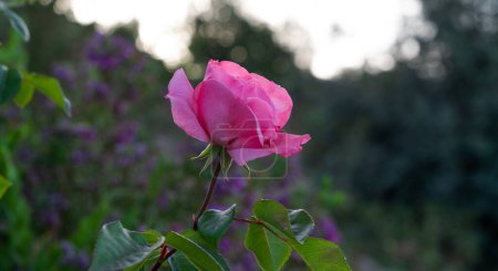 a singular pink rose in focus, with its green leaves sharply defined against a softly blurred background of a garden in muted colors