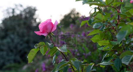 a singular pink rose in focus, with its green leaves sharply defined against a softly blurred background of a garden in muted colors