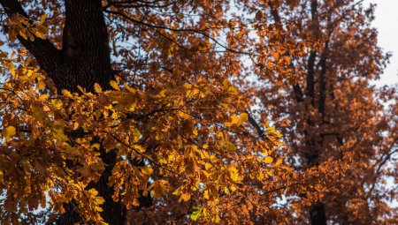 Beau paysage d'automne avec des arbres. Feuillage coloré dans le parc. Contexte naturel. Arbres colorés automne.
