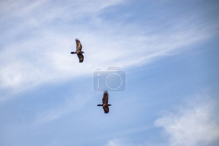 Photo for Two black crows flying in the sky - Royalty Free Image