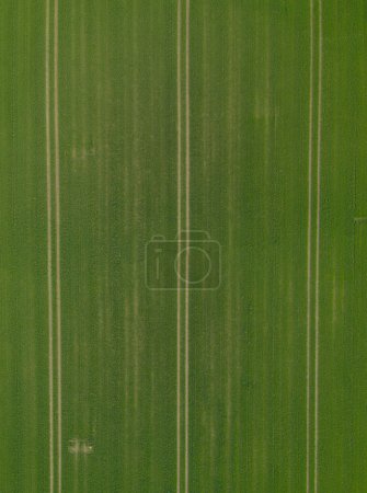 Photo for An aerial view photo of fields in Ireland showcasing the intricate patterns and lines created by agricultural activities - Royalty Free Image