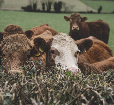 Foto de Vista de un campo con hierba verde y un grupo de vacas. Irlanda - Imagen libre de derechos