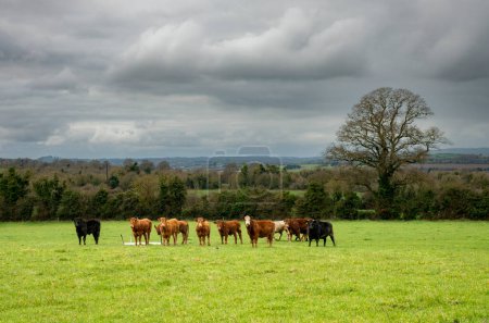 Foto de Vista de un campo con hierba verde y un grupo de vacas. Irlanda - Imagen libre de derechos