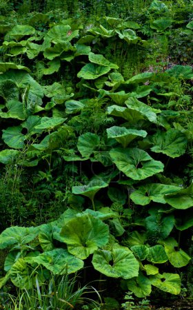 Téléchargez les photos : Parcelles envahies d'une grande plante de bardane, Irlande - en image libre de droit