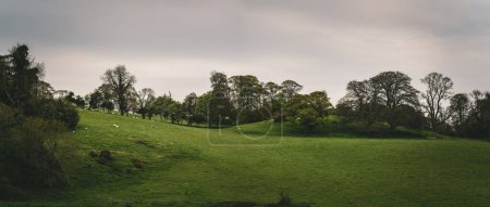 Foto de Un vasto campo verde y colinas donde las ovejas pastan - Imagen libre de derechos