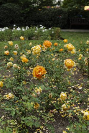 London - 29.05.2022: Orangefarbene Rose in Rembrandts Gärten Klein-Venedig