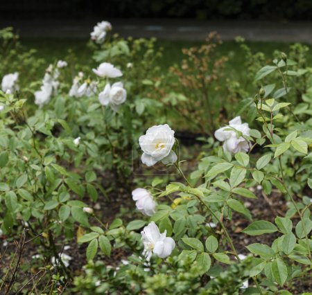 London - 29.05.2022: Weiße Rose in Rembrandts Gärten Klein-Venedig