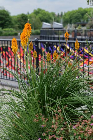 Photo for London - 06 03 2022: Kniphofia uvaria in the Coal Drops Yard shopping center in the King's Cross complex on the Regent's Canal. - Royalty Free Image