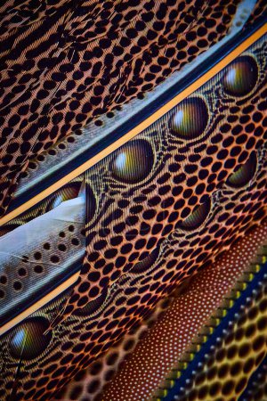 Photo for Image of Macro detail of stunning Great Argus Pheasant feather patterns - Royalty Free Image